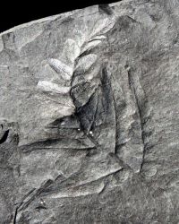 Neuropteris heterophylla